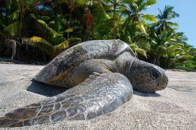 Adult female green sea turtle photographed returning to the ocean after laying eggs during the first scientific study conducted on El Playon, Isla del Rey, Pearl Islands Archipelago, Panama. Photo credit: Michael Ryan Clark